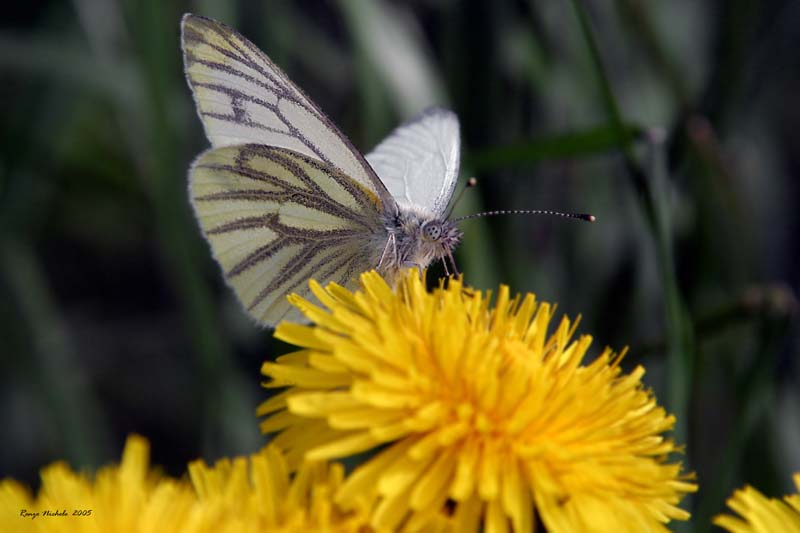 Lasiommata megera, Pieris napi, Polygonia c-album